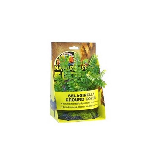 Selaginella Ground Cover