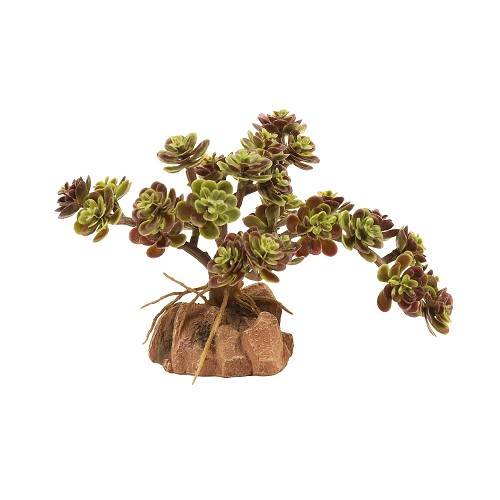 Desert Flora – Red Leaf Stonecrop
