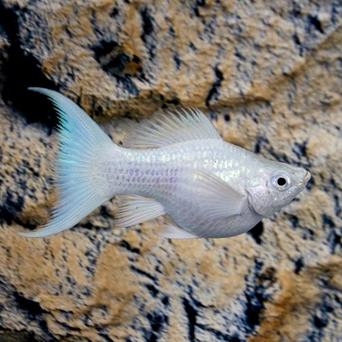 Poeciliidae sphenops Balloon dalmatier - Ballon dalmatiner molly M