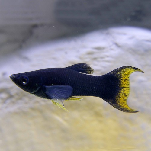 Poeciliidae sphenops lyretail - Black molly lyretail M