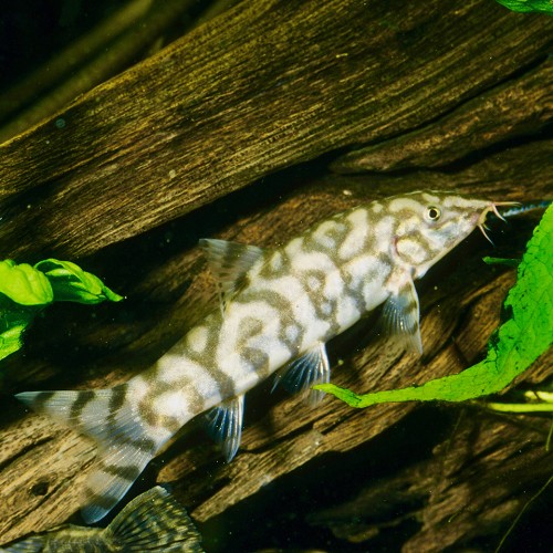 Botia lohachata - Netzschmerle M