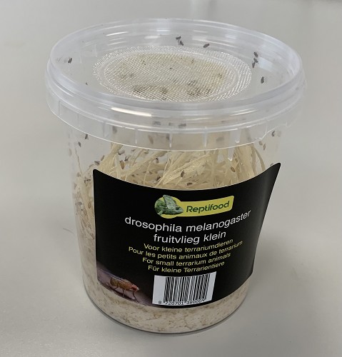 Fruitvliegen 4  in doosje