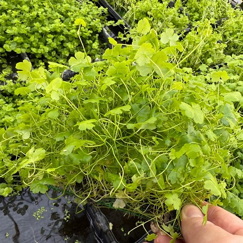 Hydrocotyle tripartita sp  auf einem stahlnetz 16x11 cm