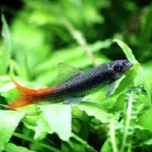 Garra ceylonensis ceylonensis - Ceylon saugbarbe M