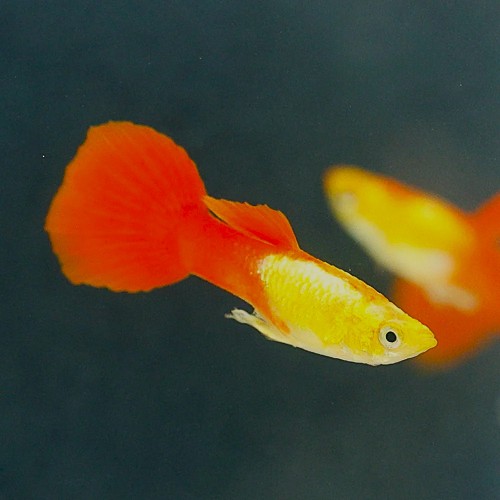 Poecilia reticulatus - Guppy mann golden head