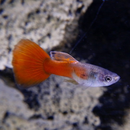 Poecilia reticulatus, Lebistes reticulatus - Guppy mann red neon M