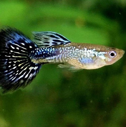 Poecilia ret.   Guppy blue cobra M