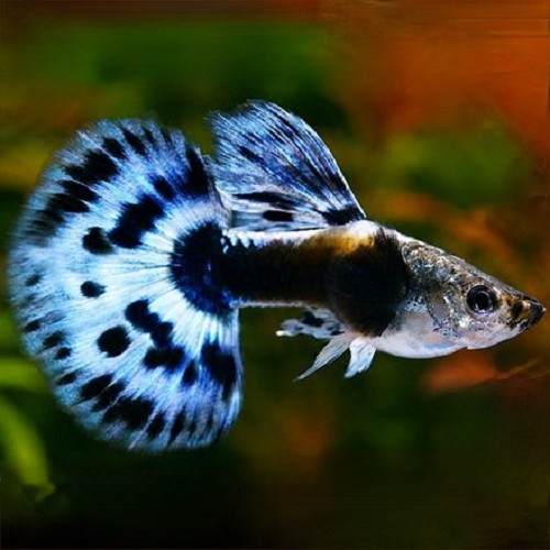 Poecilia reticulatus, Lebistes reticulatus - Guppy mann blue elephant ear half moon
