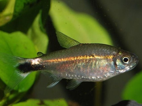 Hyphessobrycon hyanuary M