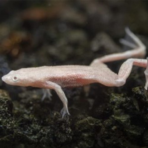Hymenochirus boetgeri gold - Zwergkrallenfrosch gold M