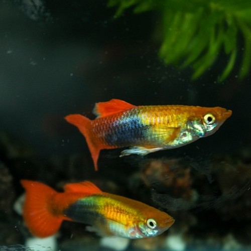 Poecilia reticulatus, Lebistes reticulatus - Guppy mann gold/rot tuxedo