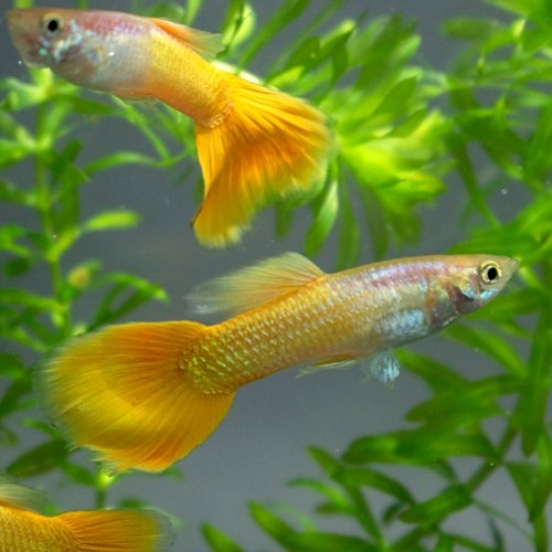 Poecilia reticulatus, Lebistes reticulatus - Guppy mann micariff gelb