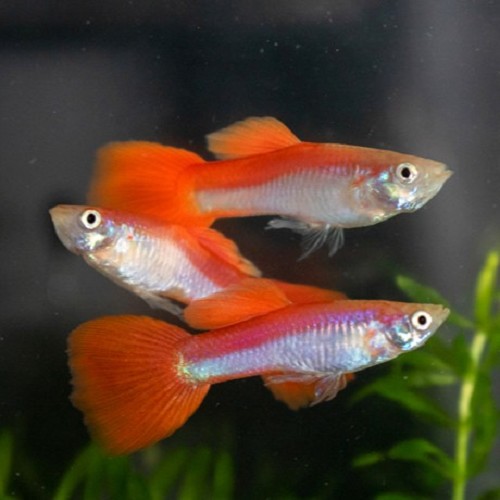 Poecilia reticulatus, Lebistes reticulatus - Guppy mann rainbow