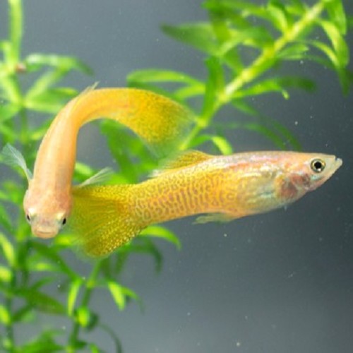Poecilia reticulatus, Lebistes reticulatus - Guppy mann gelbe goldene cobra M