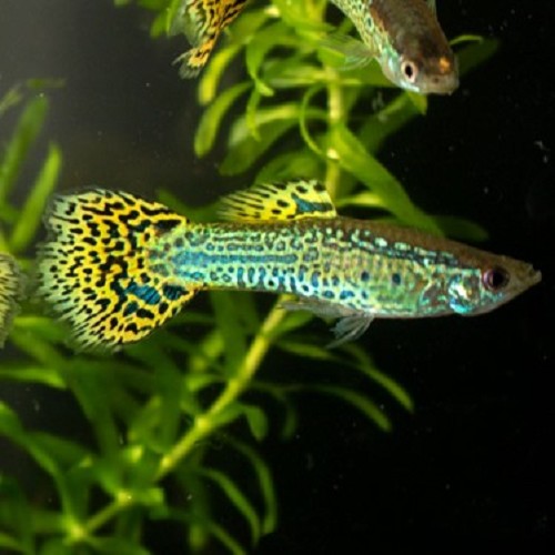 Poecilia reticulatus, Lebistes reticulatus - Guppy mann cobra grün
