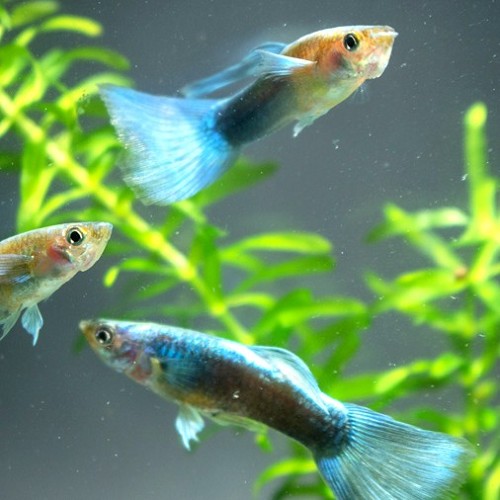 Poecilia reticulatus, Lebistes reticulatus - Guppy mann neon green