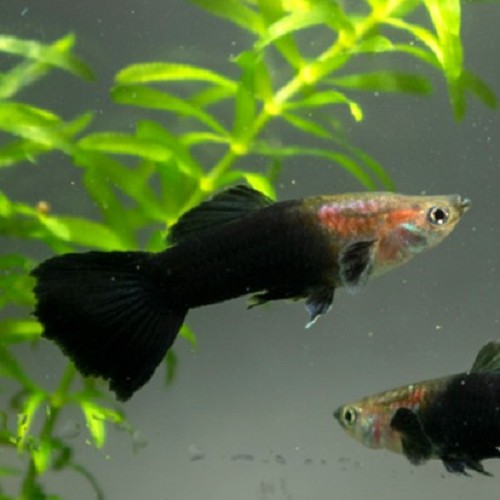 Poecilia reticulatus, Lebistes reticulatus - Guppy mann schwarz/silber