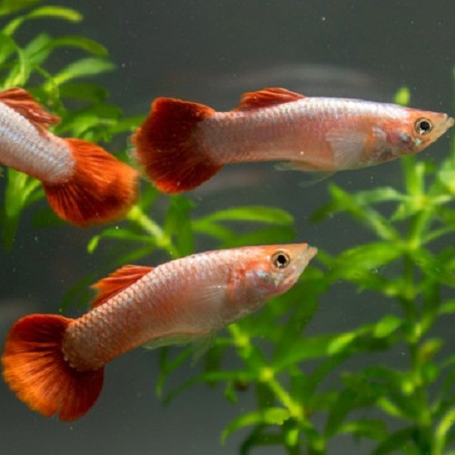 Poecilia reticulatus, Lebistes reticulatus - Guppy mann Rot blood