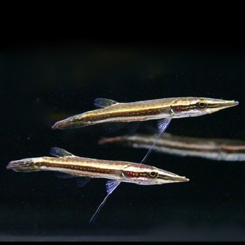 Luciocephalus pulcher - Hechtkopf 8-10 cm