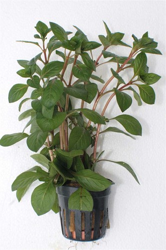 Ludwigia palustris rot im Topf