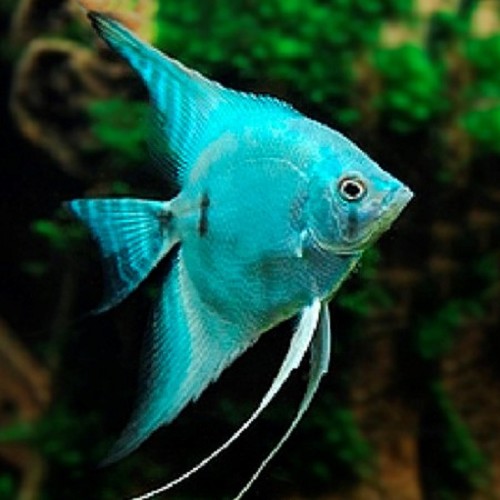 Pterophyllum scalare blue avatar