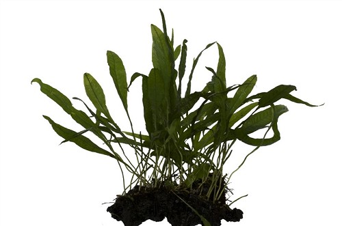 Microsorium windelov - Javafarn auf holz