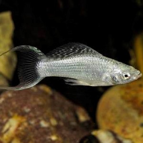 Poecilia sphenops - Molly silber schleier M
