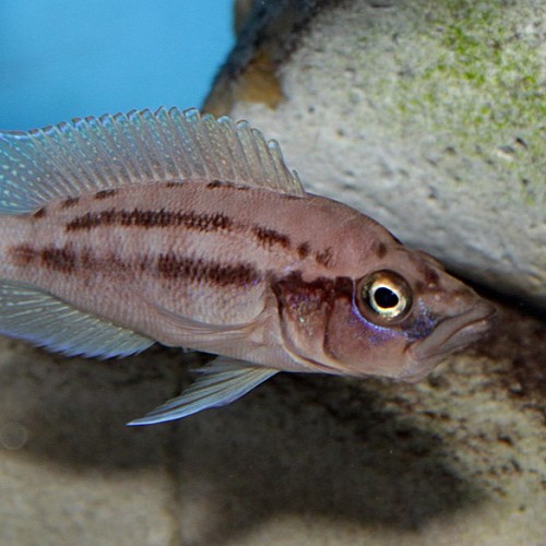 Neolamprologus brichardi albino - Feenbarsch albino 5-6 cm