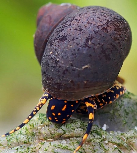 Notopala sp.blueberry  snail