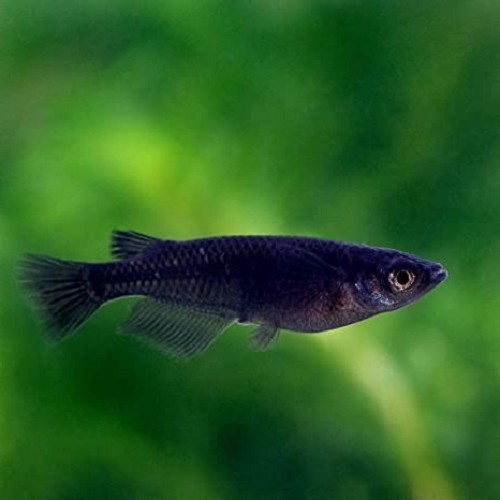 Oryzias latipes gold Medaka - Japan Reiskärpfling gold L