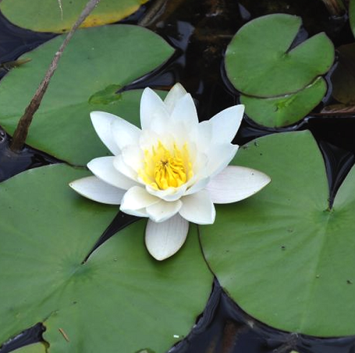 Nympheae alba