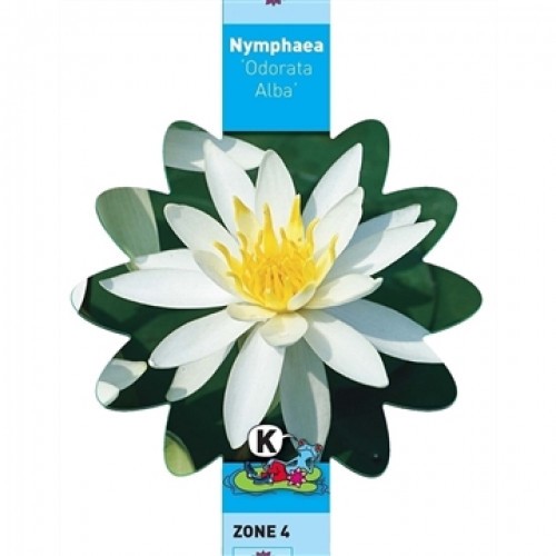 Nymphaea - Odorata Alba