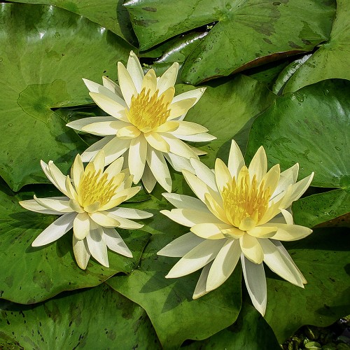 Nympheae dry mix (4 kleuren)