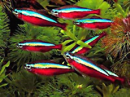 Paracheirodon axelrodi - Roter neon