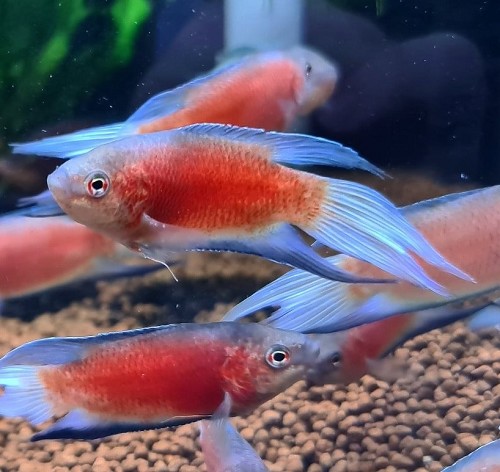 Macropodus opercularis - Paradiesfisch rot velvet