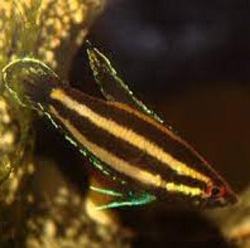 Parosphromenus cf. bintan M