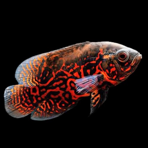 Astronotus ocellatus red tiger - Pfauenaugenbuntbarsch red tiger 8-10 cm