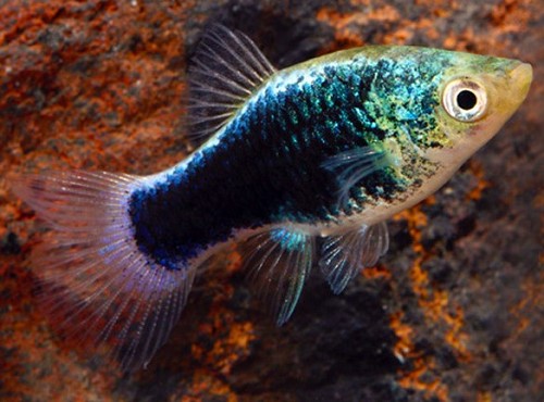 Xiph.maculatus   Platy green lantern M