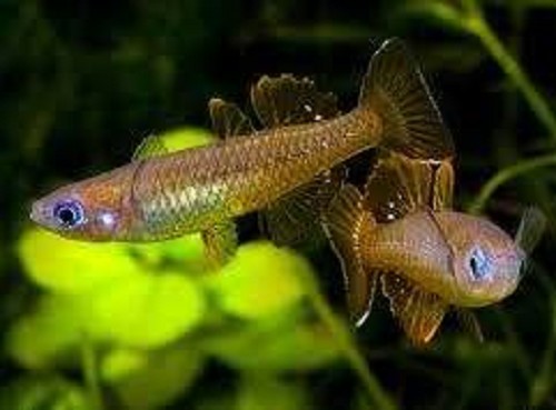 Pseudomugil tenellus - Zwerg Blauauge M