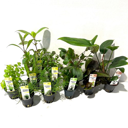 Sortiment von  Pflanzen

6x Anubias
6x Echinodorus
12x Cryptocoryne 
36x Diverse planten