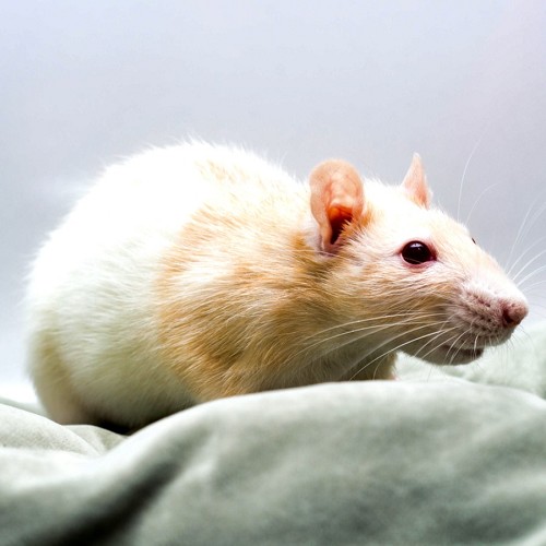 Futterratte groß > 225 gr.