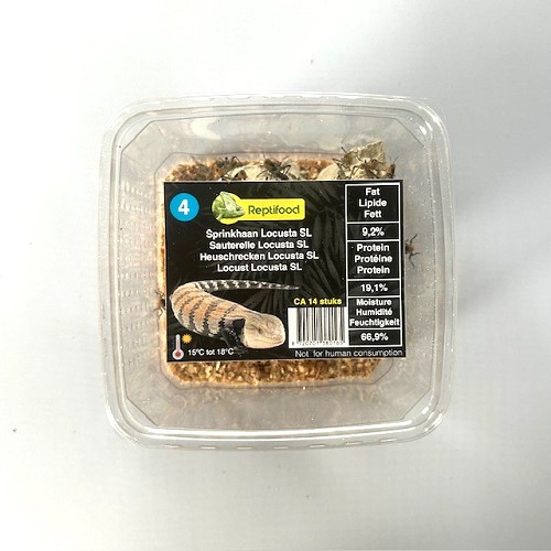 Heuschrecken Locusta Größe 4