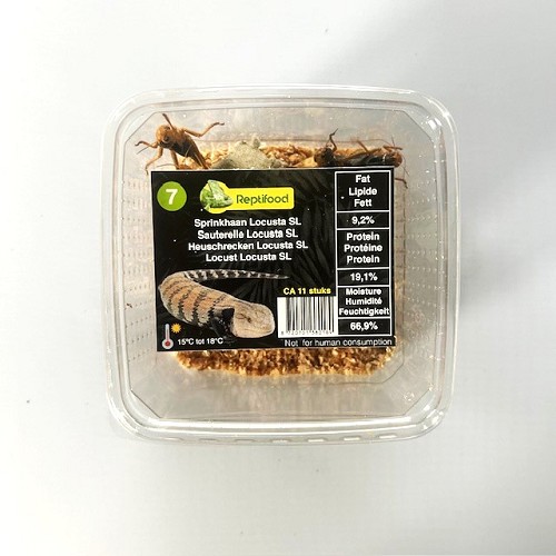 Heuschrecken Locusta Größe 7