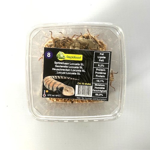 Heuschrecken Locusta Größe 8