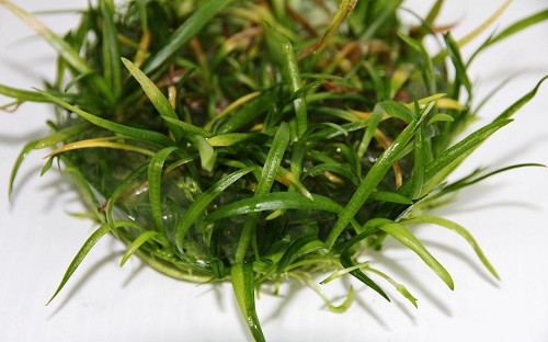 Flutendes Pfeilkraut in einen becher (= 11 cm !)