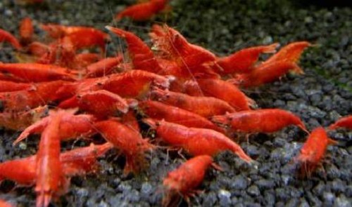 Neocaridina sp.Red sakura - Rote sakura garnele	