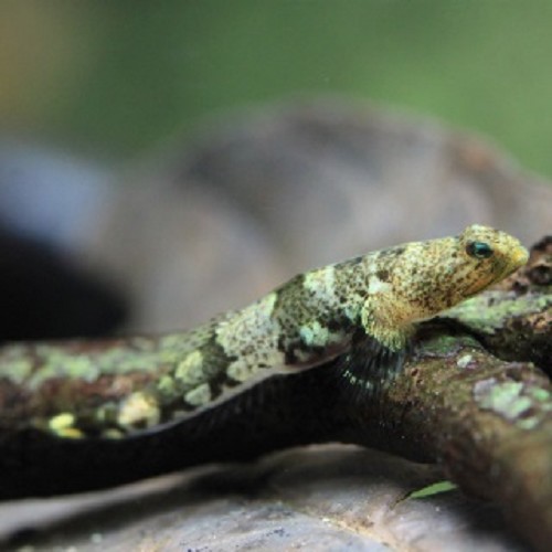 Schismatogobius risdawatiae