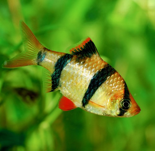Barbus tetrazona - Sumatrabarbe