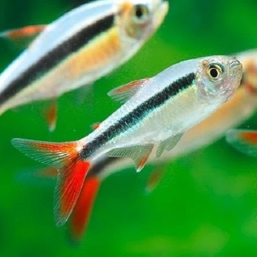 Thayeria sp. Rio Teles Pires - Schrägschwimmer L