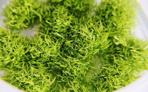 Utricularia graminifolia - Grasblättriger Wasserschlauch